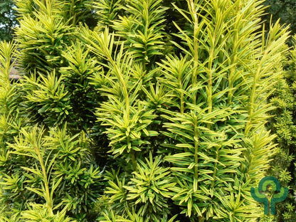 Taxus baccata 'Fastigiata Aurea'