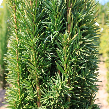 Taxus baccata 'Fastigiata Robusta'