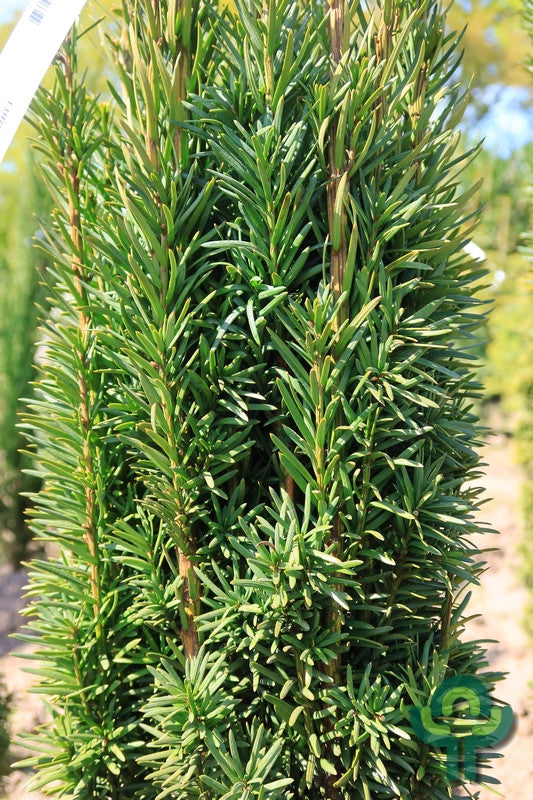Taxus baccata 'Fastigiata Robusta'
