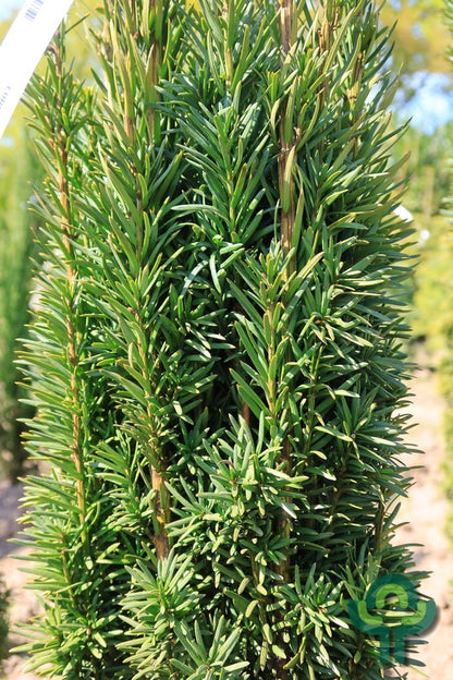Taxus baccata 'Fastigiata Robusta'