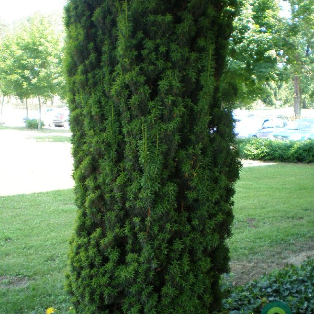 Taxus baccata 'Fastigiata'
