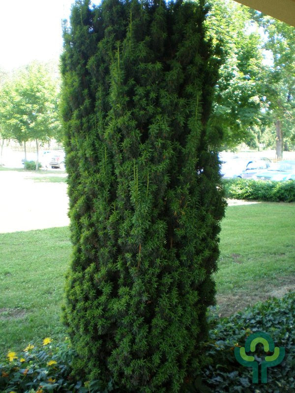 Taxus baccata 'Fastigiata'
