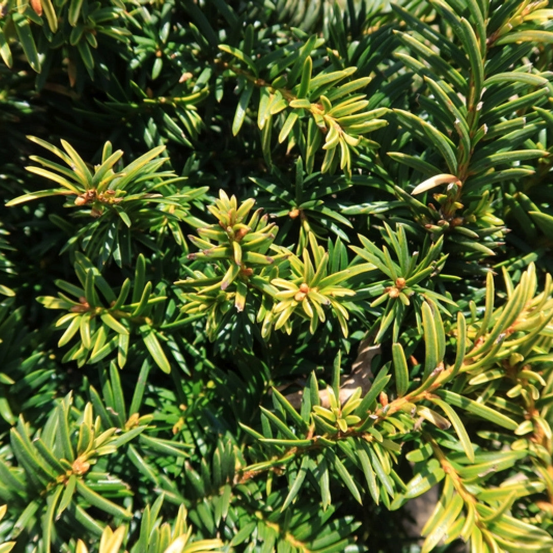 Taxus baccata 'Goud Elsje'