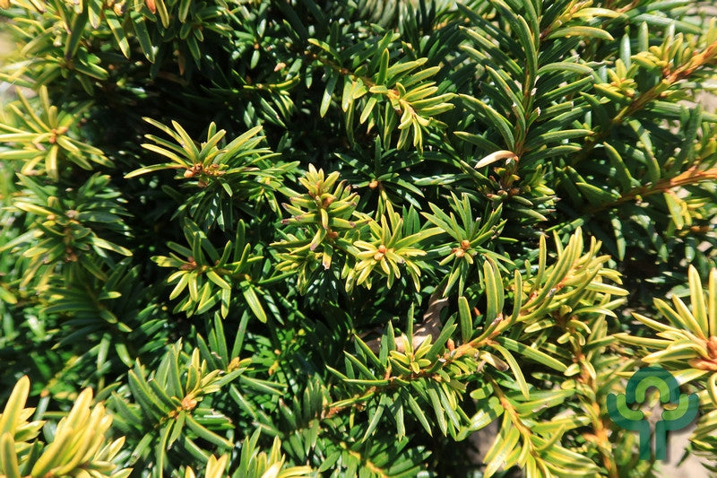 Taxus baccata 'Goud Elsje'