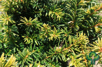 Taxus baccata 'Goud Elsje'