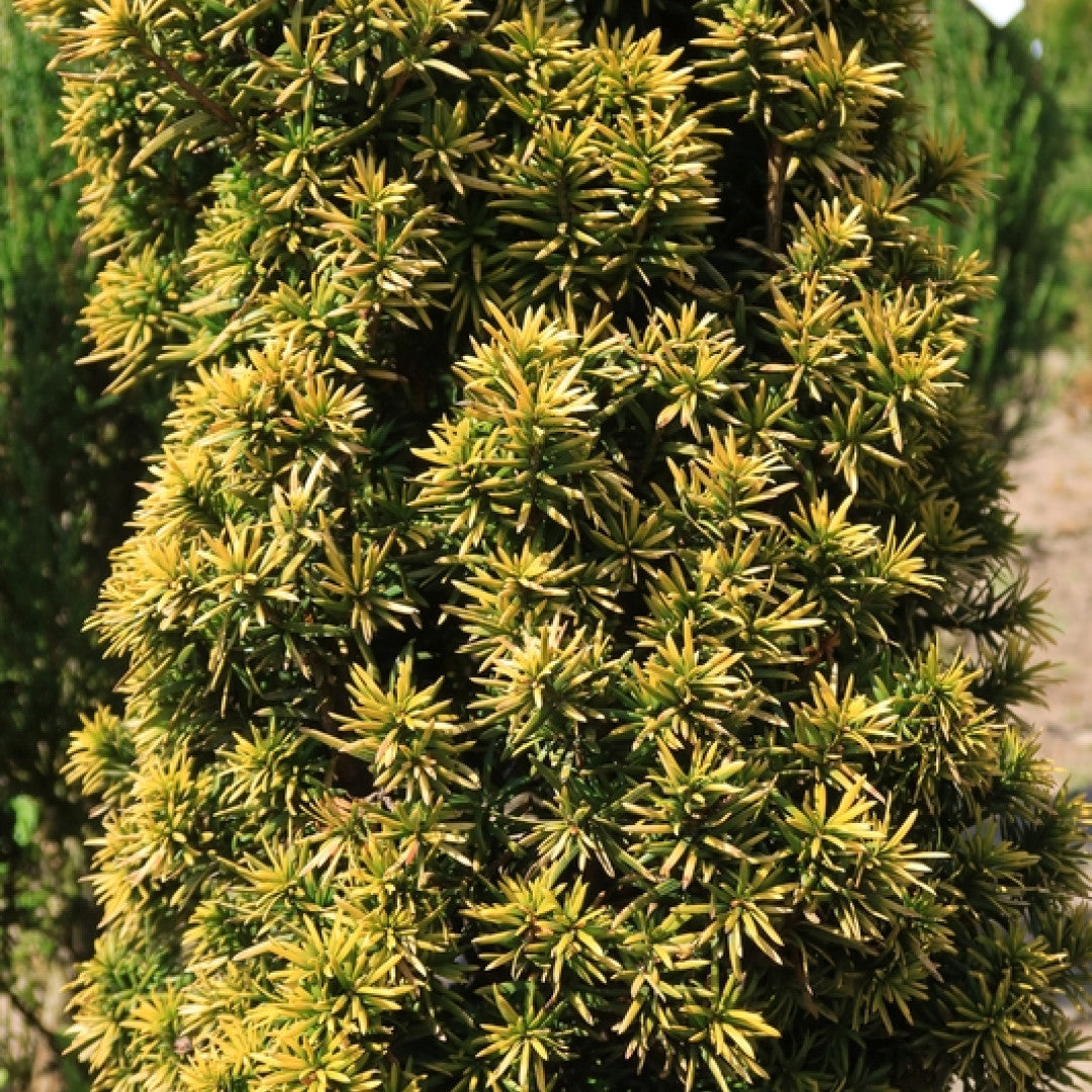 Taxus baccata 'Standishii'