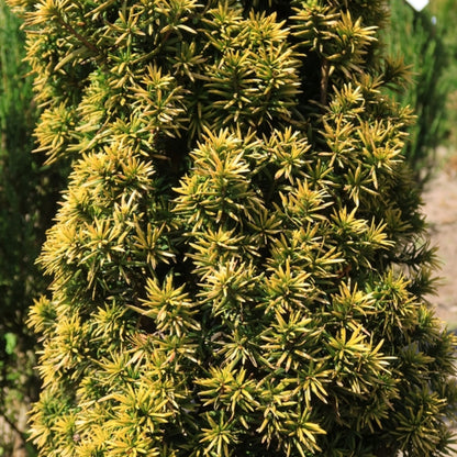 Taxus baccata 'Standishii'
