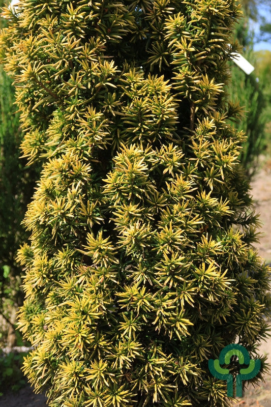 Taxus baccata 'Standishii'
