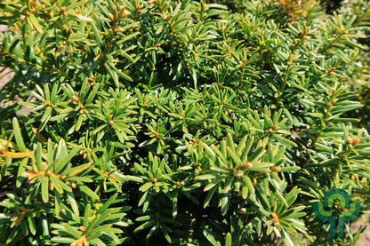 Taxus baccata 'Summergold'