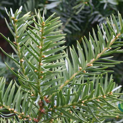 Taxus media 'Farmen'