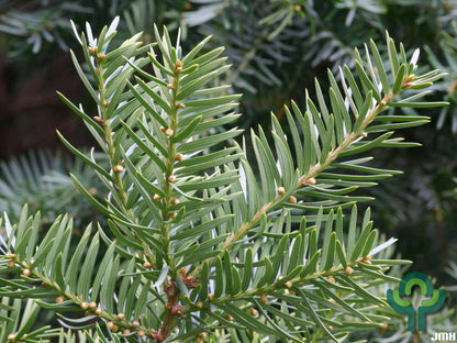 Taxus media 'Farmen'
