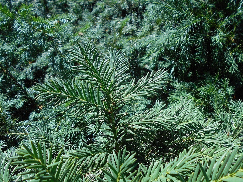 Taxus baccata 'Repandens'