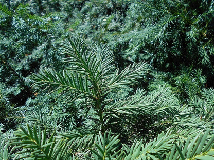 Taxus baccata 'Repandens'