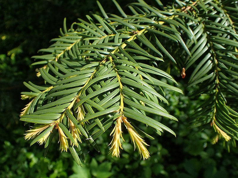 Taxus baccata 'Semperaurea'