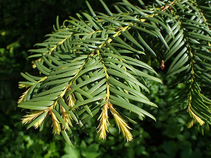 Taxus baccata 'Semperaurea'