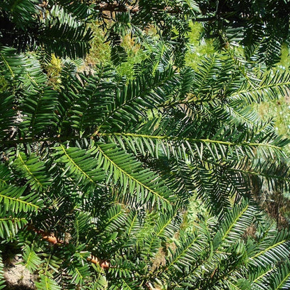 Taxus cuspidata 'Nana'