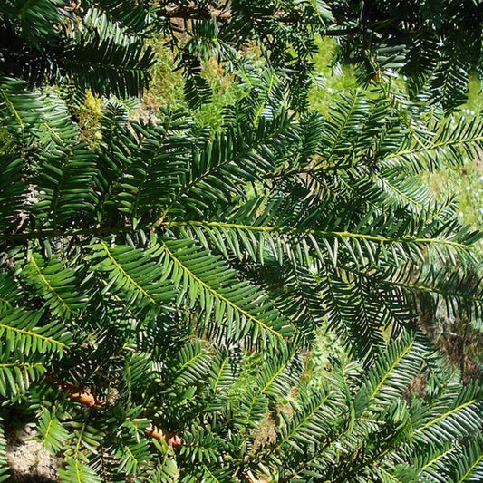 Taxus cuspidata 'Nana'