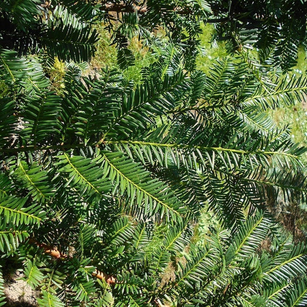 Taxus cuspidata 'Nana'