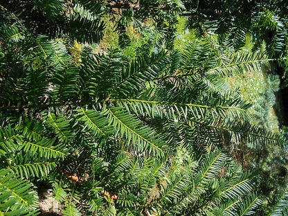 Taxus cuspidata 'Nana'