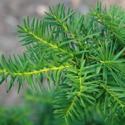 Taxus media 'Densiformis'