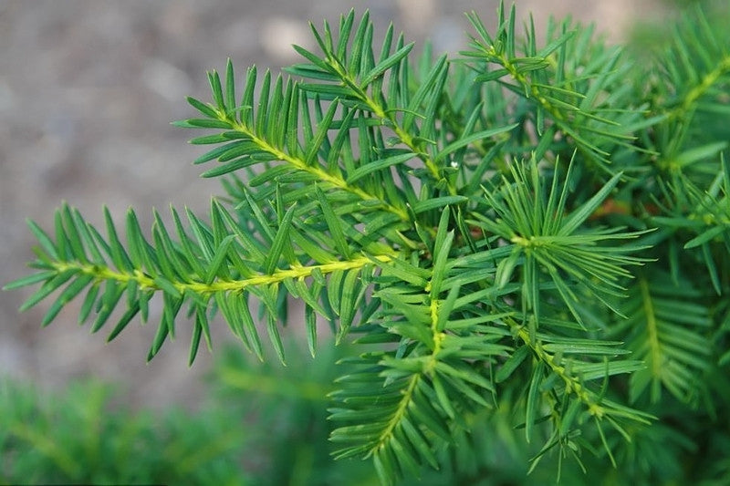 Taxus media 'Densiformis'