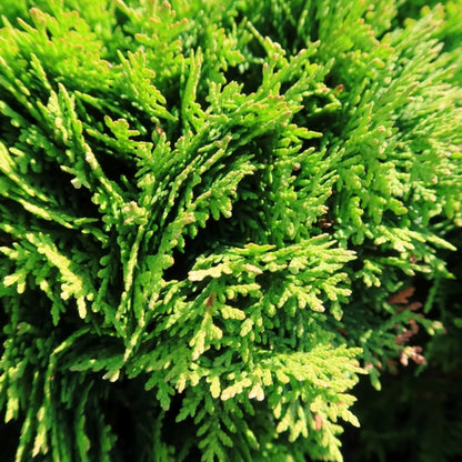 Westerse levensboom (Thuja occidentalis) 'Danica'