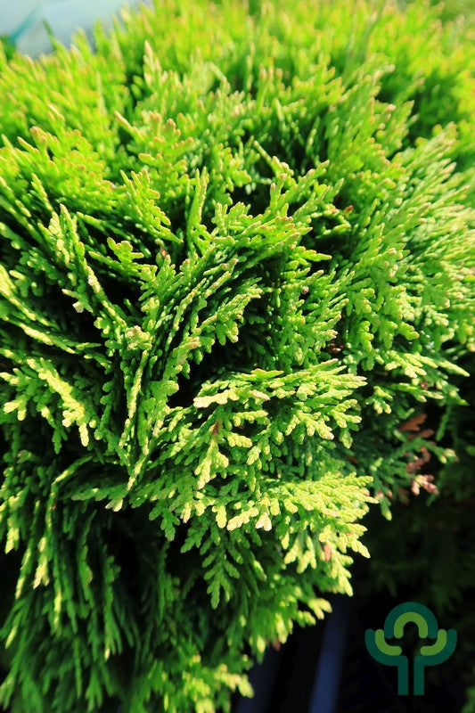 Westerse levensboom (Thuja occidentalis) 'Danica'