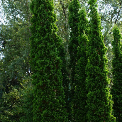 Westerse levensboom (Thuja occidentalis) 'Degroot's Spire'