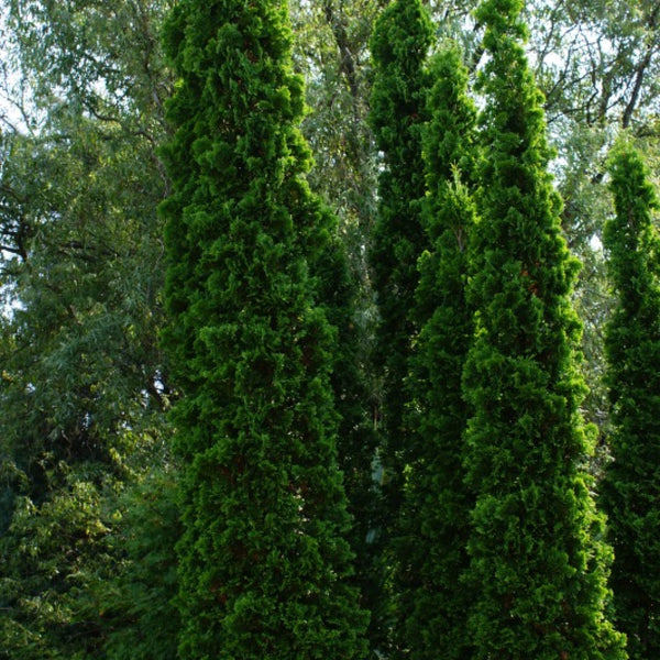 Westerse levensboom (Thuja occidentalis) 'Degroot's Spire'