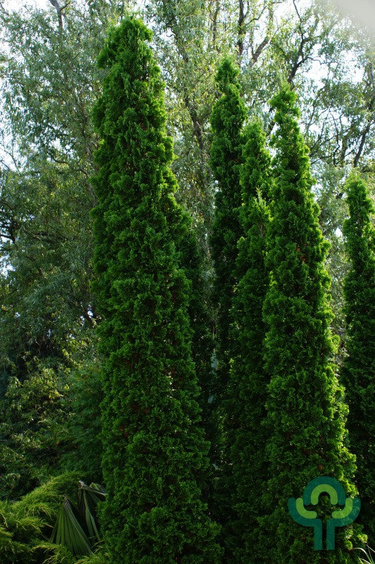 Westerse levensboom (Thuja occidentalis) 'Degroot's Spire'