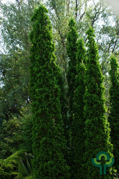 Westerse levensboom (Thuja occidentalis) 'Degroot's Spire'