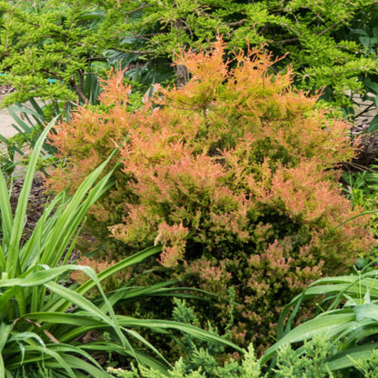 Westerse levensboom (Thuja occidentalis) 'Fire Chief'