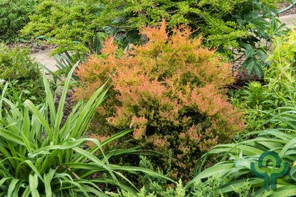Westerse levensboom (Thuja occidentalis) 'Fire Chief'