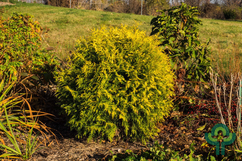 Westerse levensboom (Thuja occidentalis) 'Golden Globe'
