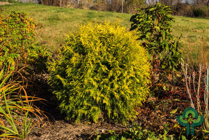 Westerse levensboom (Thuja occidentalis) 'Golden Globe'