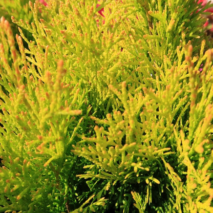 Westerse levensboom (Thuja occidentalis) 'Golden Smaragd' ®