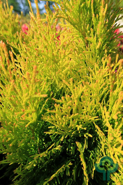 Westerse levensboom (Thuja occidentalis) 'Golden Smaragd' ®