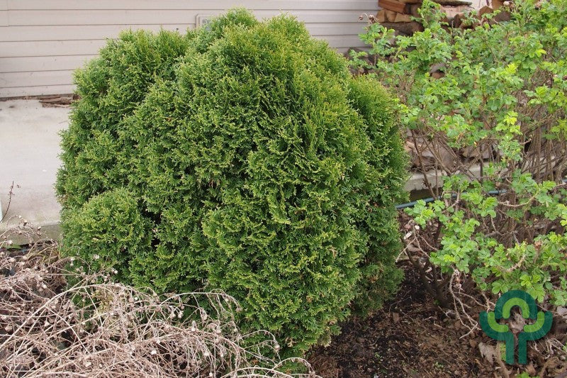 Westerse levensboom (Thuja occidentalis) 'Little Giant'