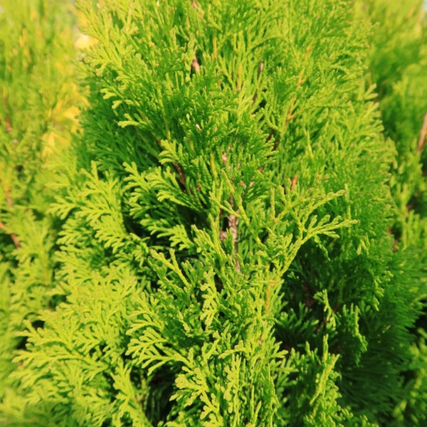 Westerse levensboom (Thuja occidentalis) 'Miky'