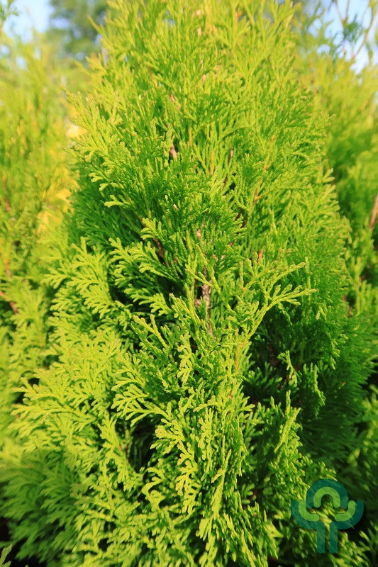 Westerse levensboom (Thuja occidentalis) 'Miky'