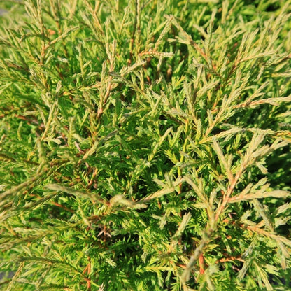 Westerse levensboom (Thuja occidentalis) 'Mr. Bowling Ball'
