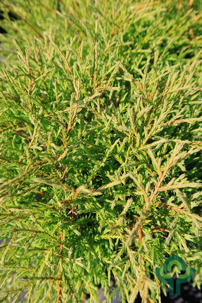 Westerse levensboom (Thuja occidentalis) 'Mr. Bowling Ball'