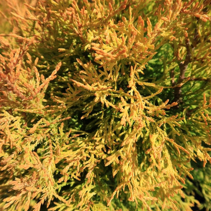 Westerse levensboom (Thuja occidentalis) 'Rheingold'