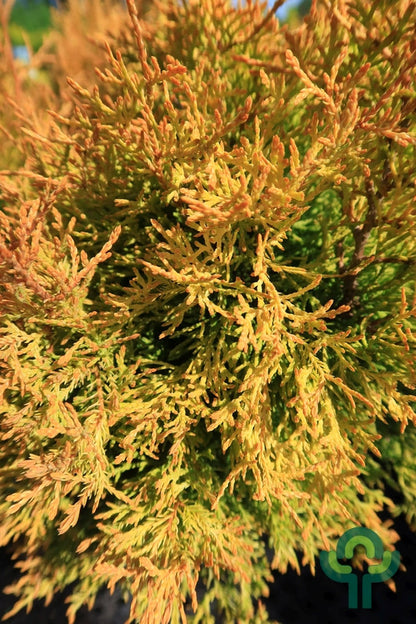 Westerse levensboom (Thuja occidentalis) 'Rheingold'