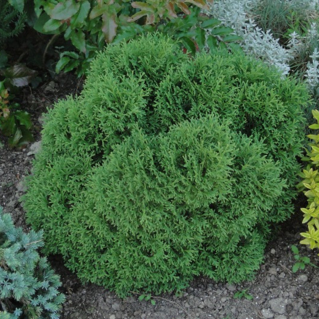 Westerse levensboom (Thuja occidentalis) 'Tiny Tim'
