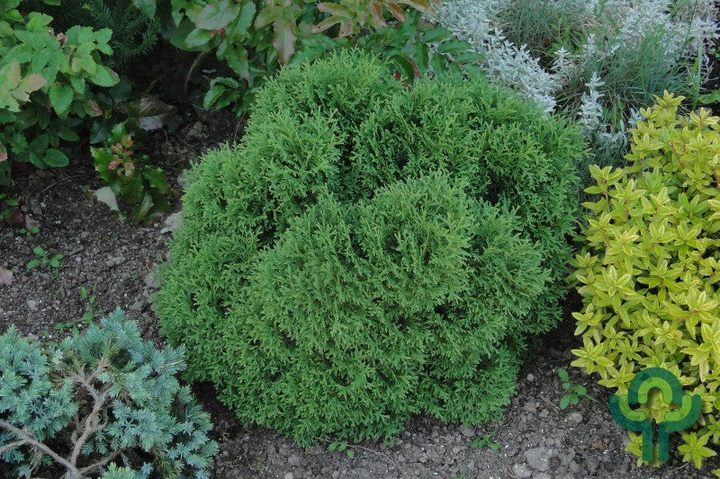 Westerse levensboom (Thuja occidentalis) 'Tiny Tim'