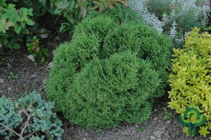 Westerse levensboom (Thuja occidentalis) 'Tiny Tim'