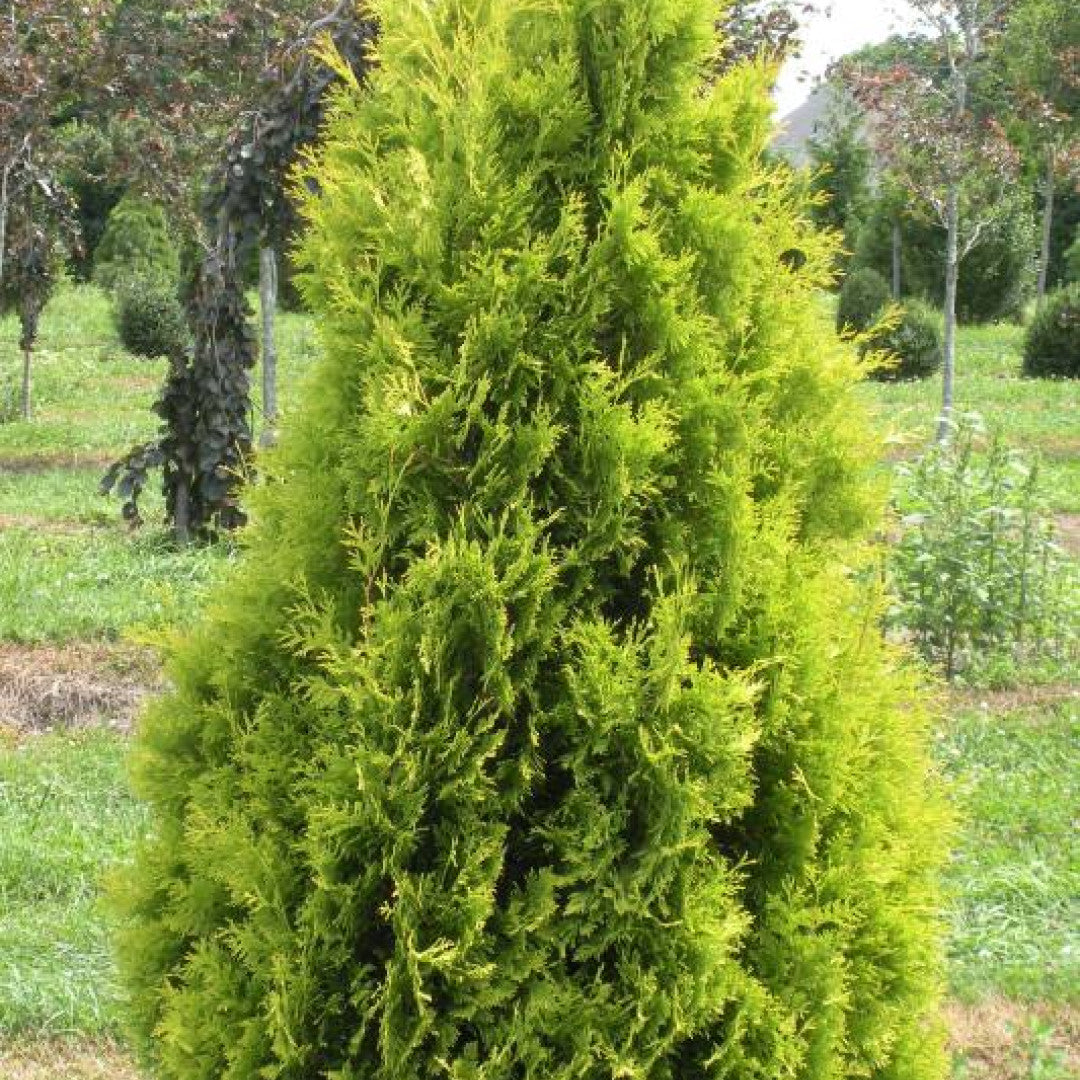 Westerse levensboom (Thuja occidentalis) 'Yellow Ribbon'