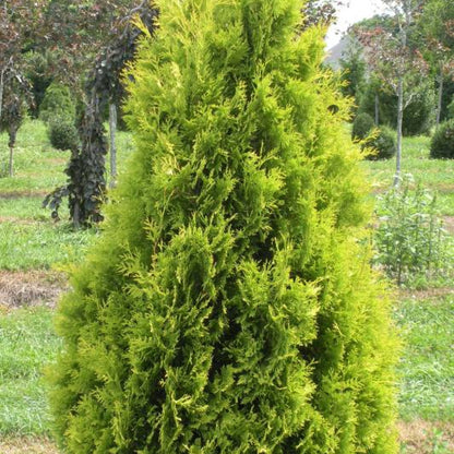 Westerse levensboom (Thuja occidentalis) 'Yellow Ribbon'