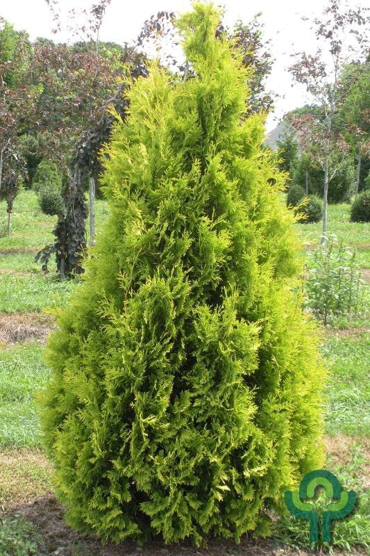 Westerse levensboom (Thuja occidentalis) 'Yellow Ribbon'